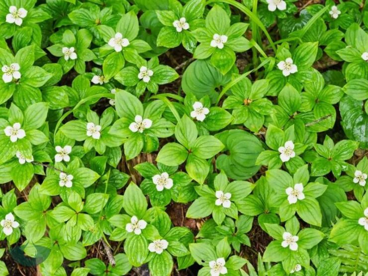 Full Sun Ground Cover Plants