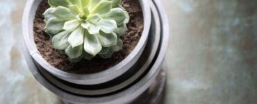 How Often to Water Succulents