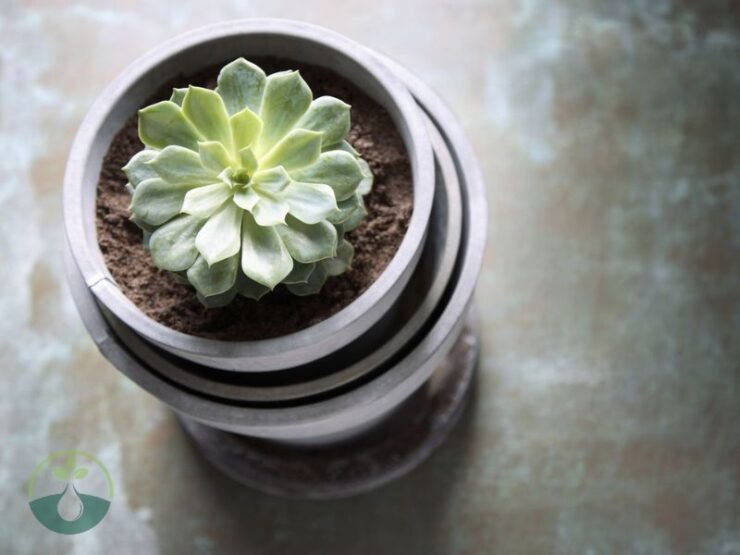 How Often to Water Succulents