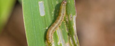 How to Get Rid of Army Worms