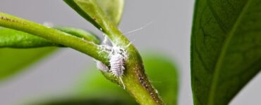 How to Get Rid of Mealy bugs