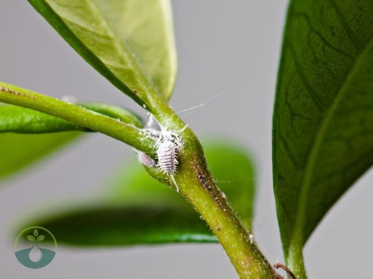 How to Get Rid of Mealy bugs