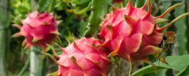 How to Grow Dragon Fruit