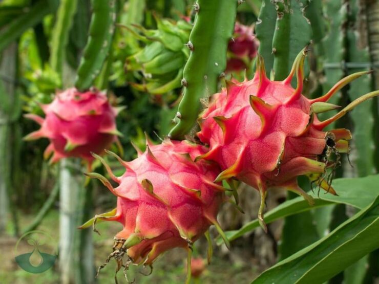 How to Grow Dragon Fruit