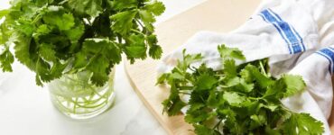 How to Keep Cilantro Fresh