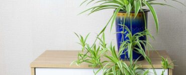 How to Propagate Spider Plant