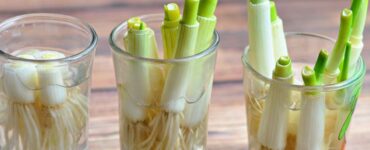 How to Regrow Green Onions