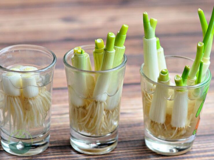 How to Regrow Green Onions