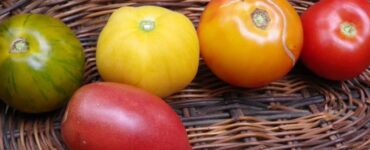 How to Save Tomato Seeds