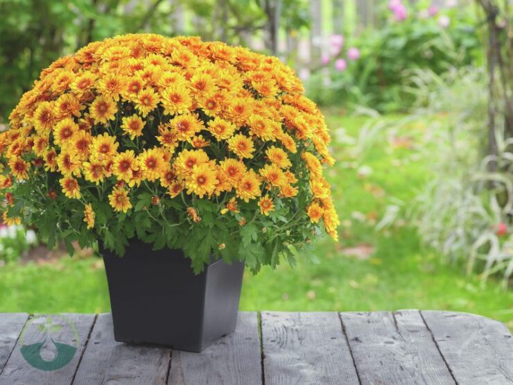 How to Take Care of Mums Outside