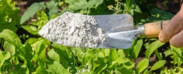 How to Use Diatomaceous Earth