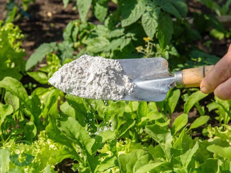 How to Use Diatomaceous Earth