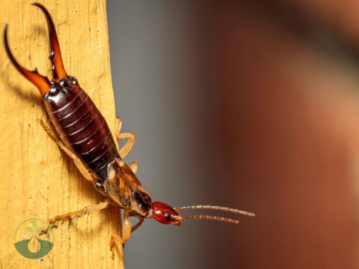 What Are Earwigs a Sign Of