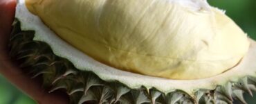 What Does Durian Taste Like