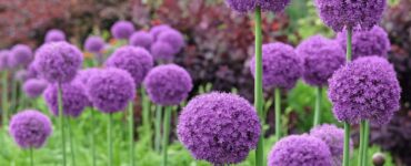 What to Plant in October