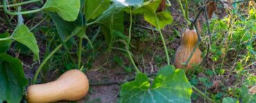 When to Harvest Butternut Squash