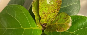 Fiddle Leaf Fig Brown Spots