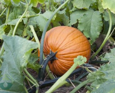 How Long Do Pumpkins Take to Grow