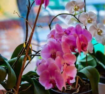 How Often Do Orchids Bloom