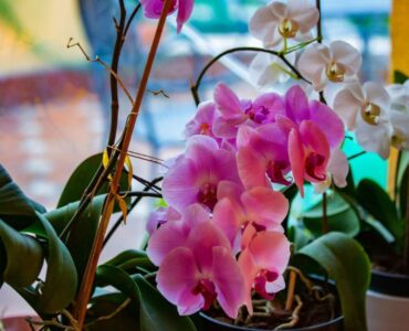 How Often Do Orchids Bloom