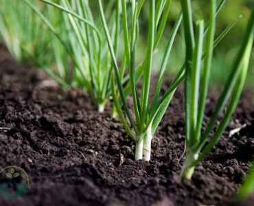 How to Grow Green Onions