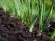 How to Grow Green Onions