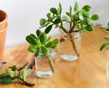 How to Propagate Jade Plant