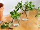 How to Propagate Jade Plant