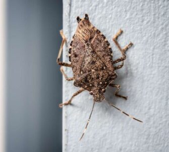 What Does a Stink Bug Look Like