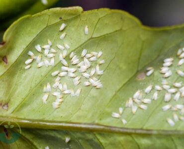 Tiny White Bugs on Plants