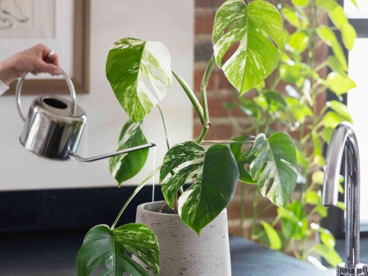 How Often to Water Monstera