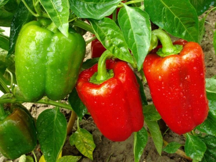 How Many Red Peppers Can One Plant Produce